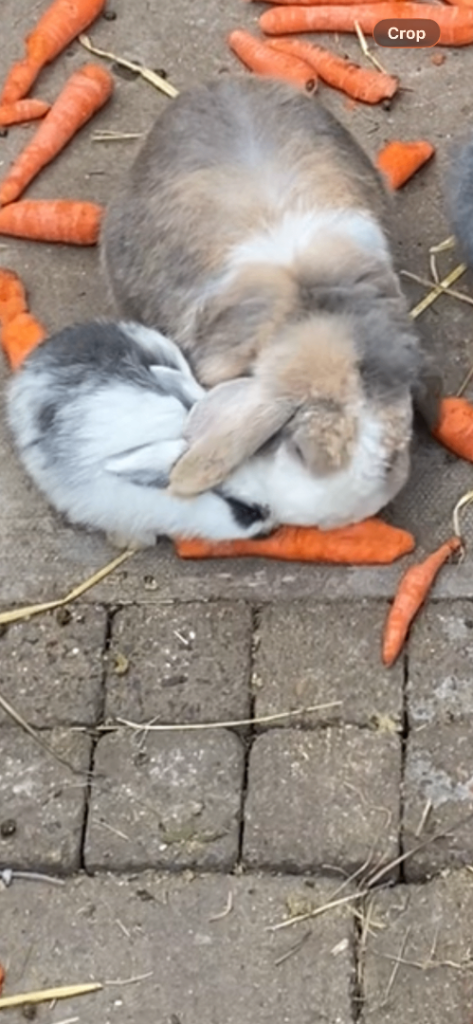 Baby rabbits 