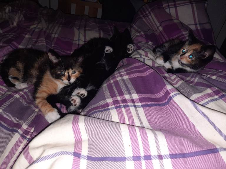 Kittens 