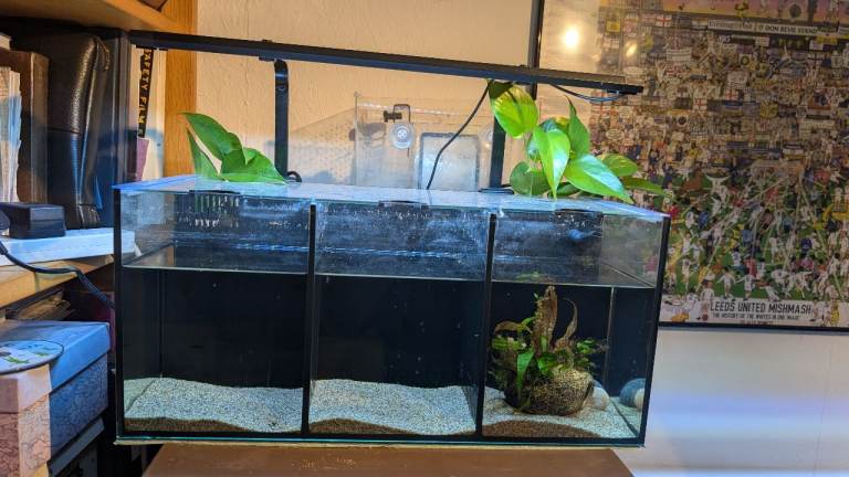 aqua one betta trio aquarium 