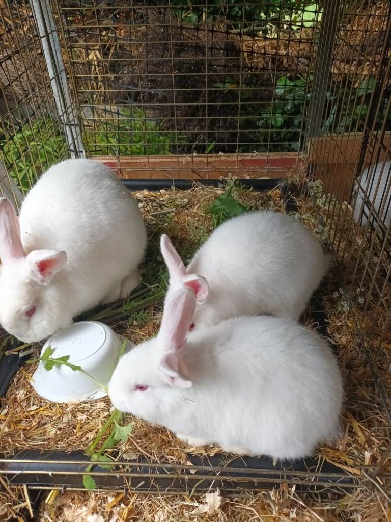 New zealand white rabbits 