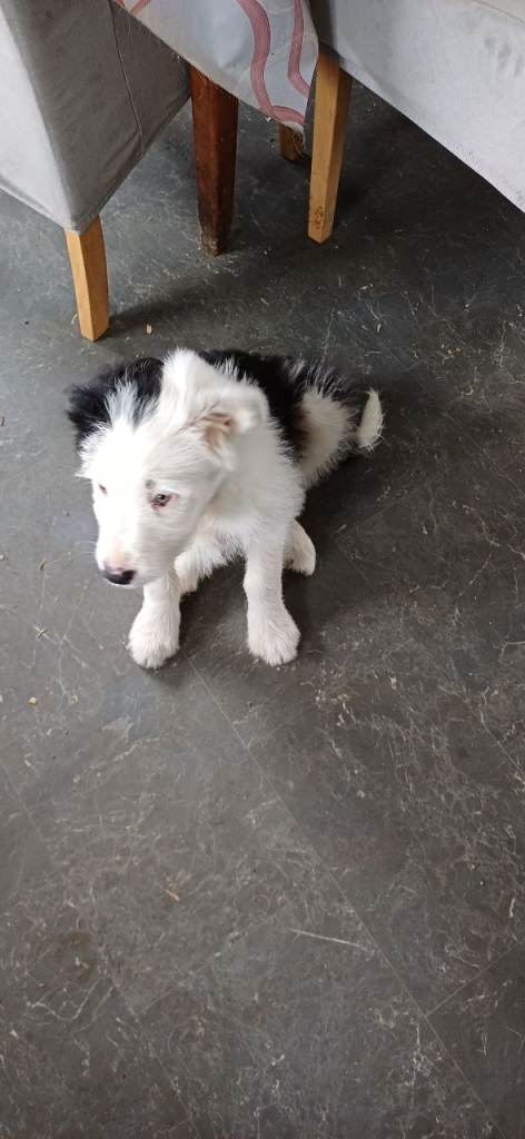 Collie Pups