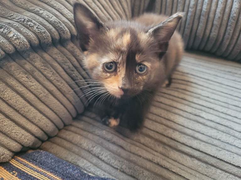8 week old tortoise shell kitten female