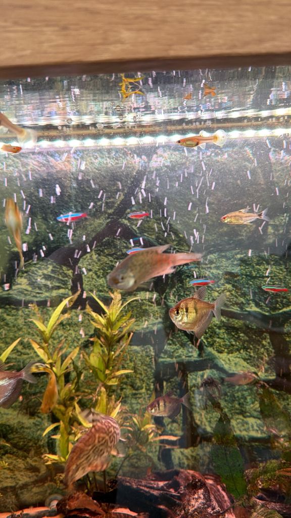 Aqua One 230 Tank & Fish 