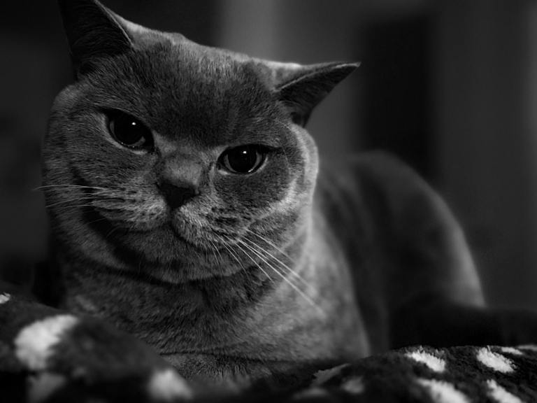 British shorthair cat