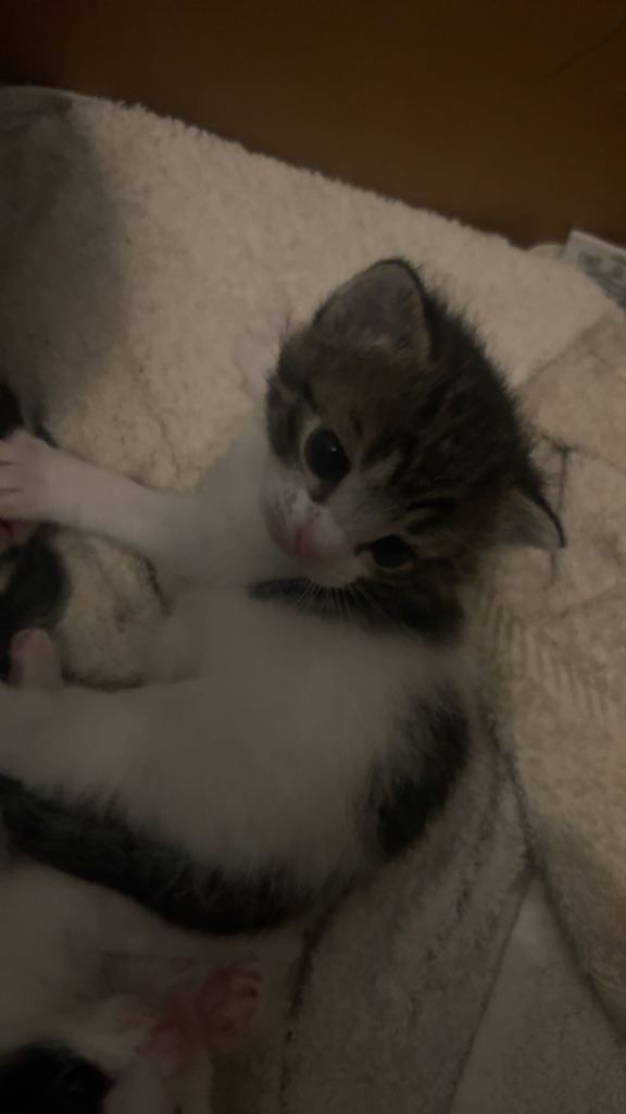 4 long and short hair kittens