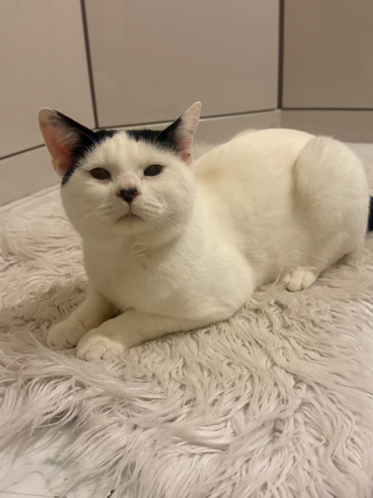 Lovely one years old British short hair, white and black cat