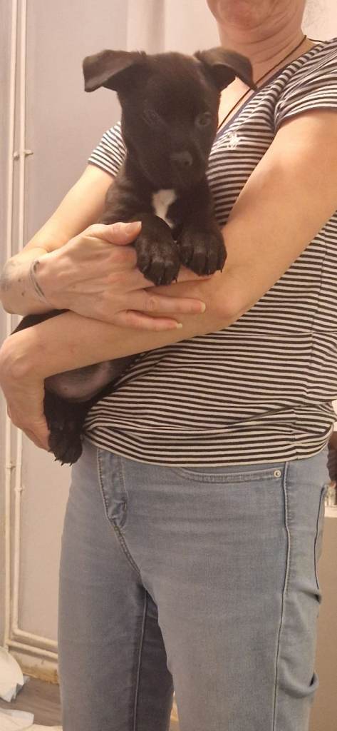 Rottwiler x husky x staff