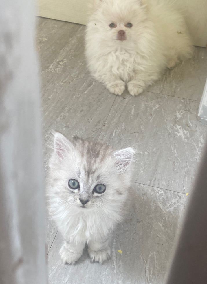 Stunning fluffy main coon x ragdoll kittens 