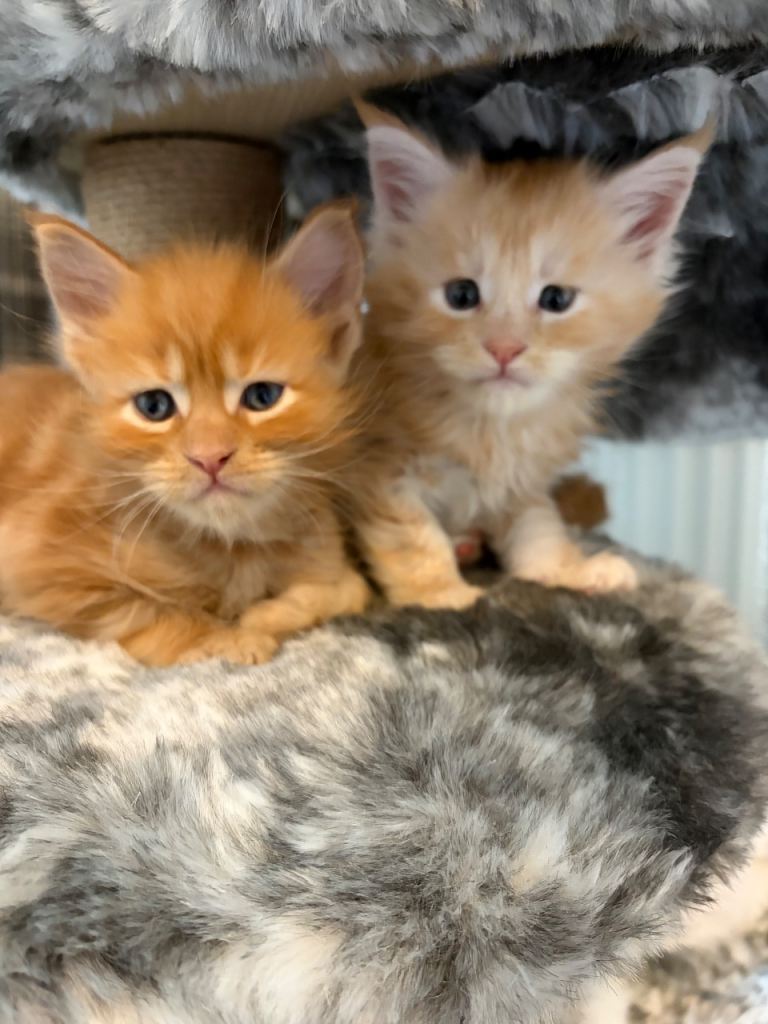 🐈  Stunning Pedigree TICA Registered Maine Coons