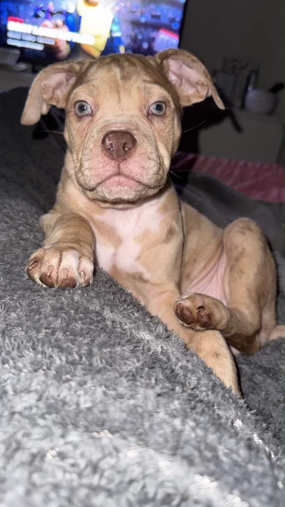 🐾 Beautiful Female Merle Puppy Looking for Her Forever Home 🏡🐶