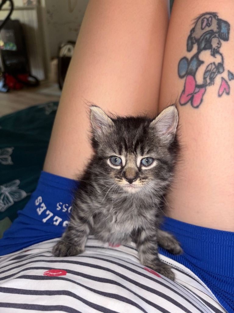 Kittens 