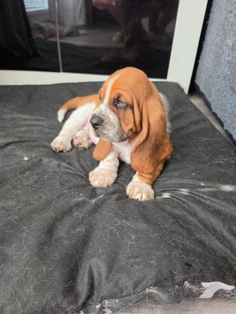 Basset hound pups kc reg.European lines