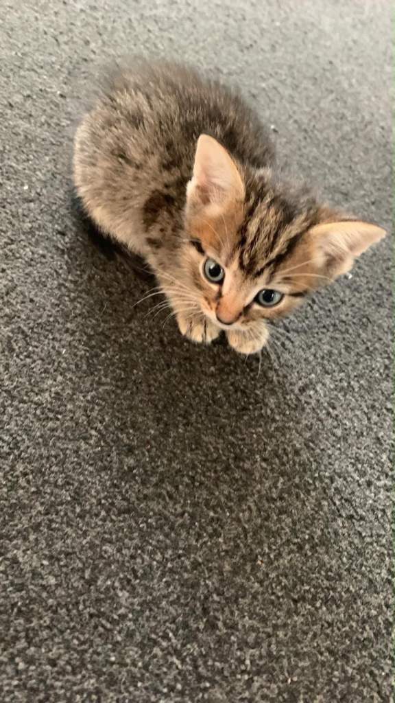 Kittens 