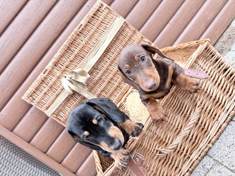 Miniature dachshund  Dob 20-12-2025    Ready now 