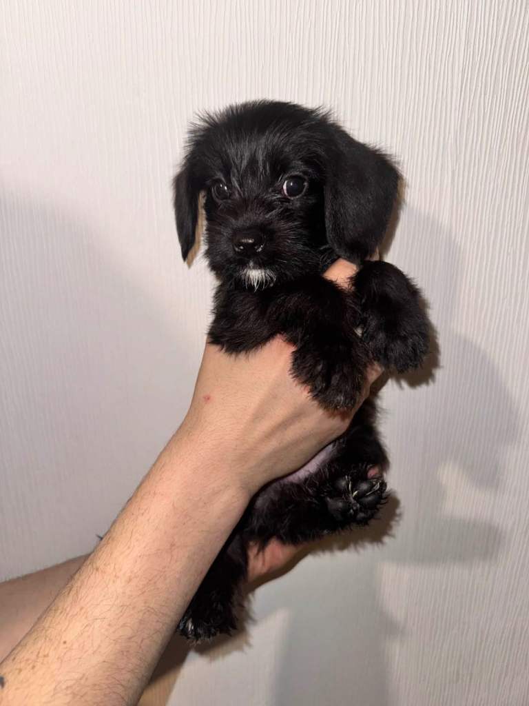 Puppies ready 3/2/26