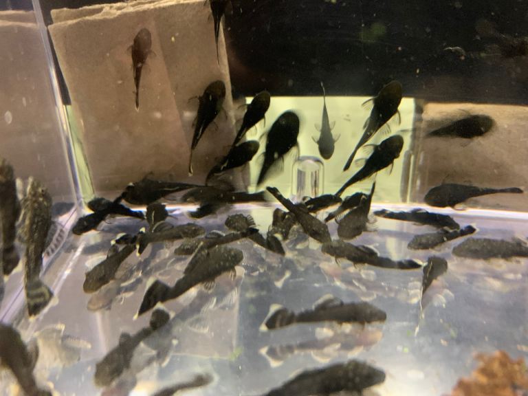 🚨 Bristlenose Pleco (Ancistrus sp.) / Live Fish / Fish Tank / Aquarium / Cheap / OnlineStore