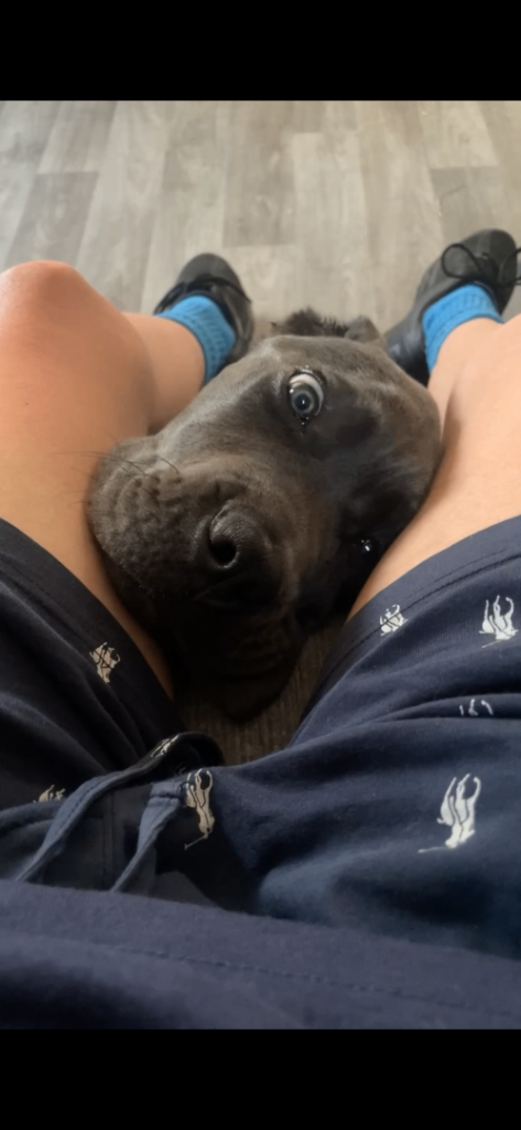 Cane Corso