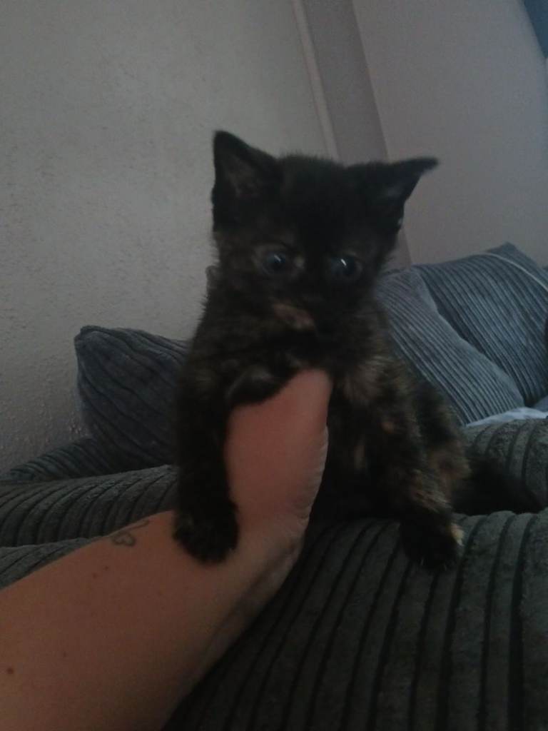 1 kitten left and mum 