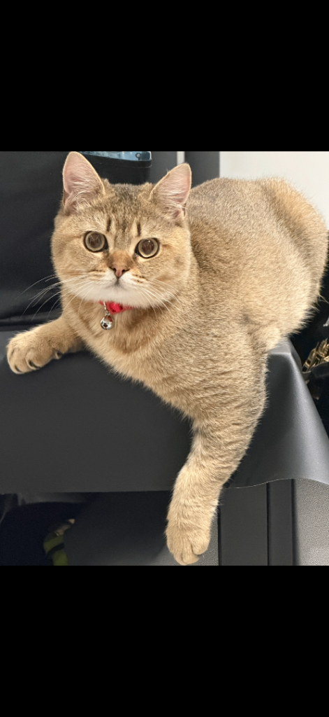 British shorthair Golden Shaded Boy