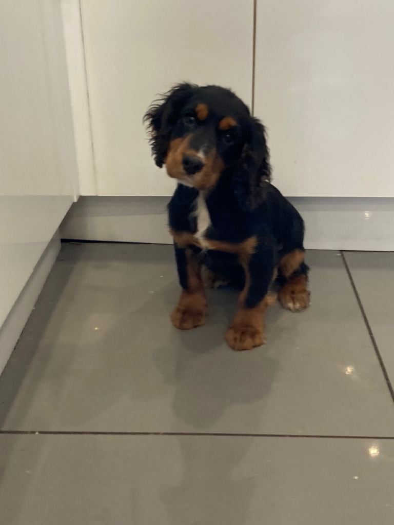 Black and Tan cocker spaniel male
