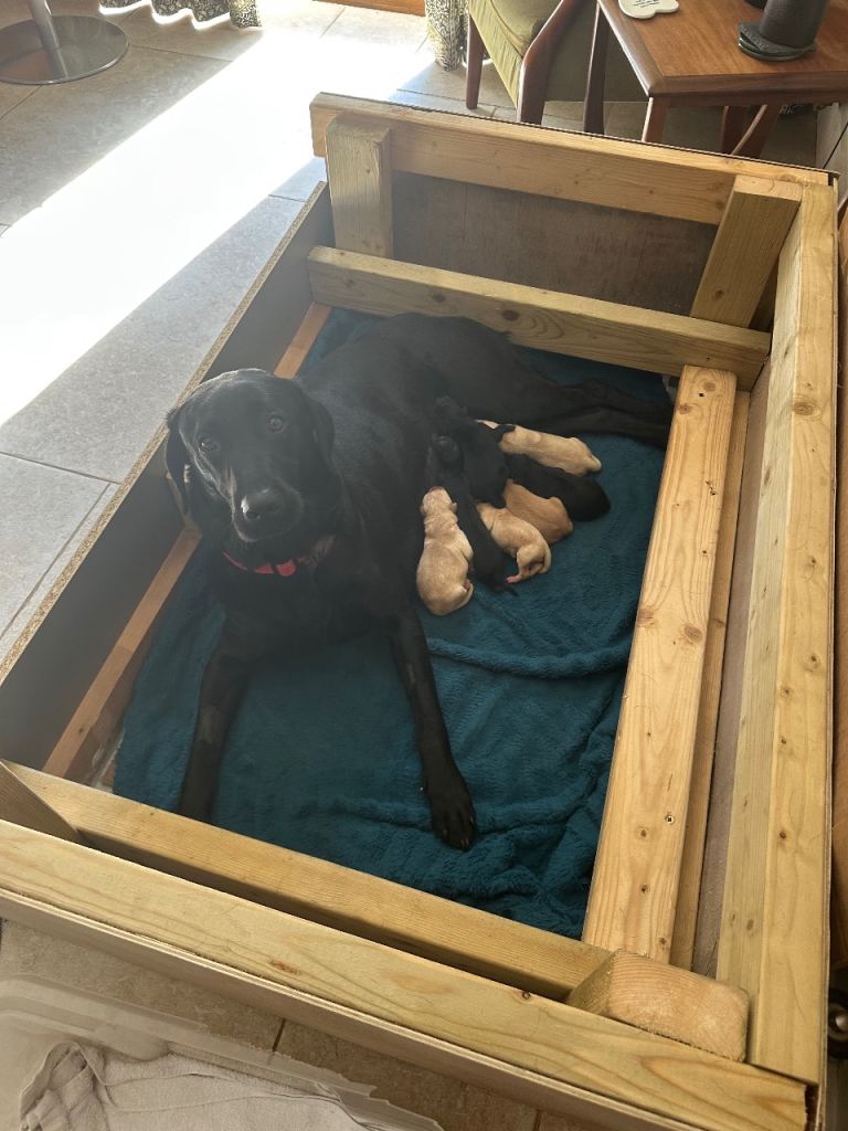 Whelping box large suitable  Labrador 
