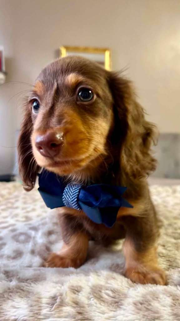 📢 REDUCED✨️Stunning Longhaired Miniature Dachshund Boys – KC Registered – Ready Now
