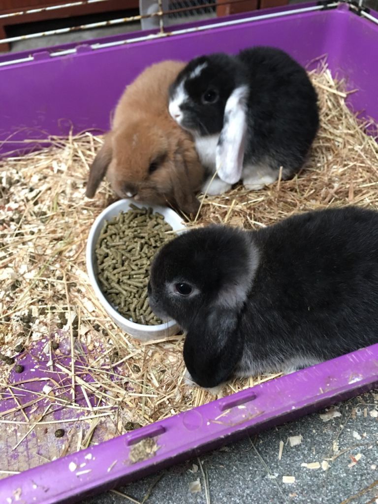 Gorgeous mini lops for sale 
