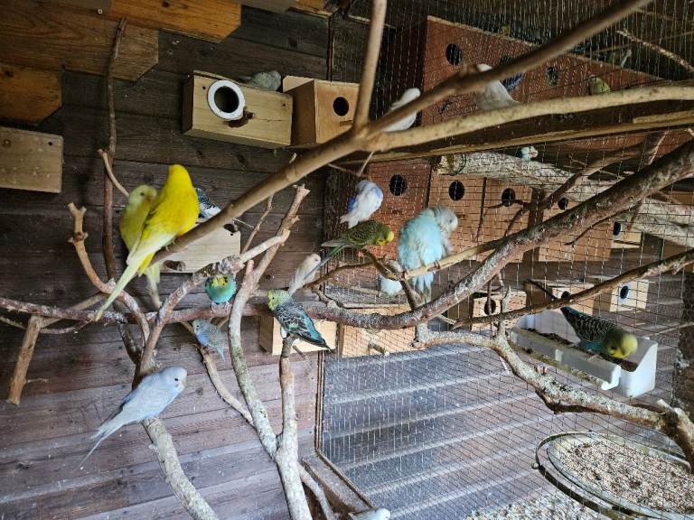 Budgies for sale 