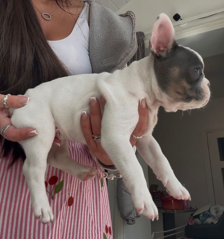 Beautiful French bulldog boy ⭐️⭐️⭐️⭐️⭐️