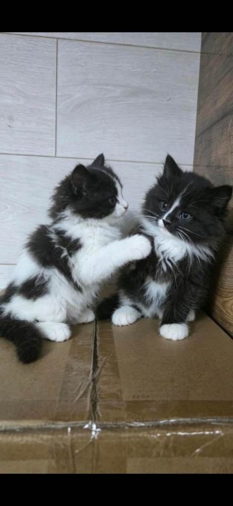 Kittens for sale 