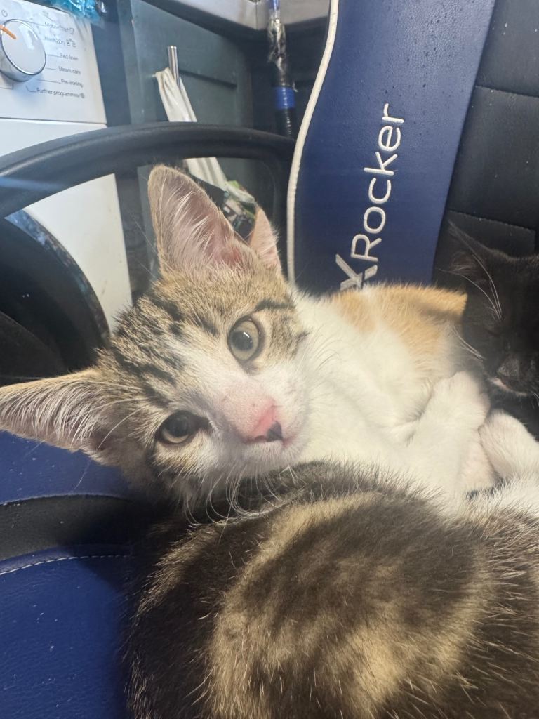 2beautiful kittens looking for their forever homes