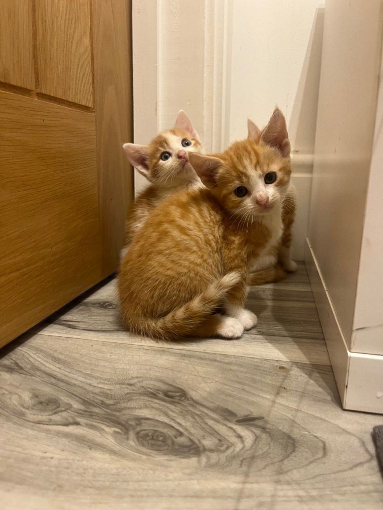 Ginger & white kittens 