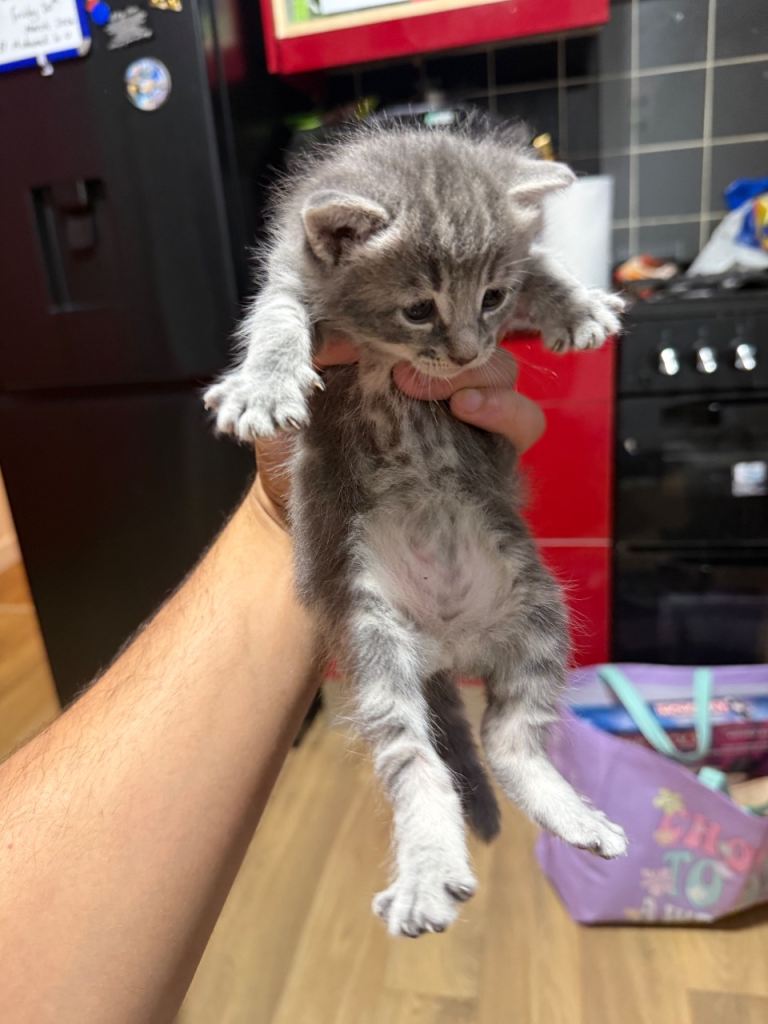 Maine coon 