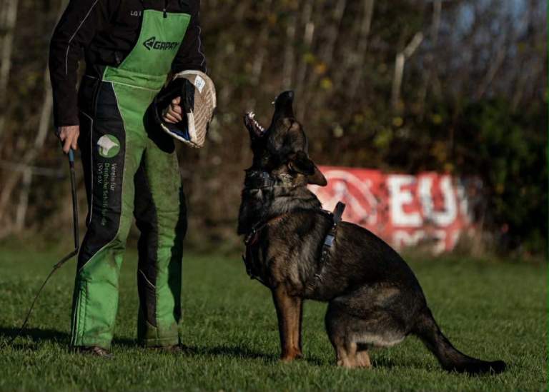 German Shepherd Puppies