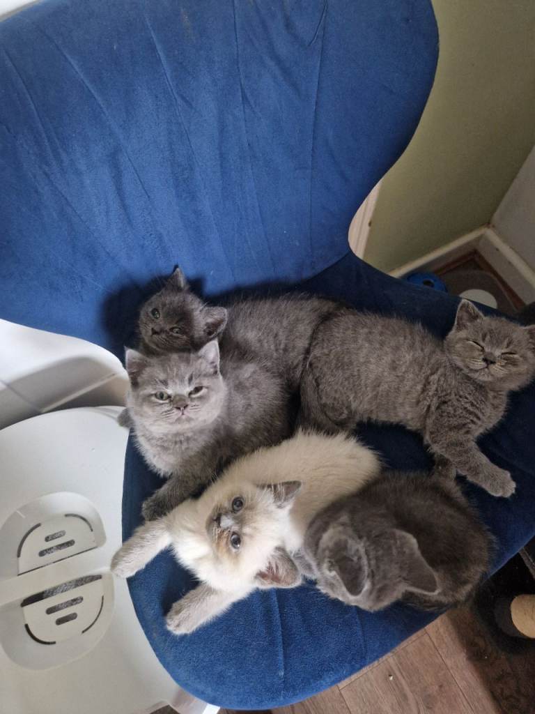 British shorthair kittens 