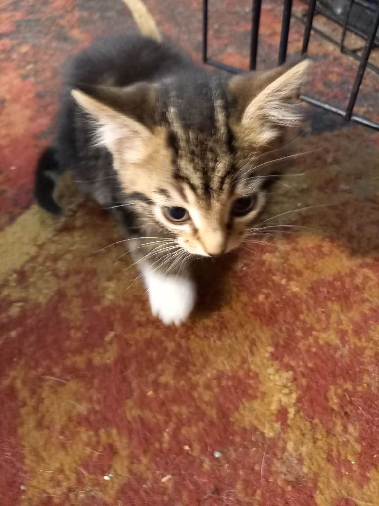 Tabby grey kitten's 
