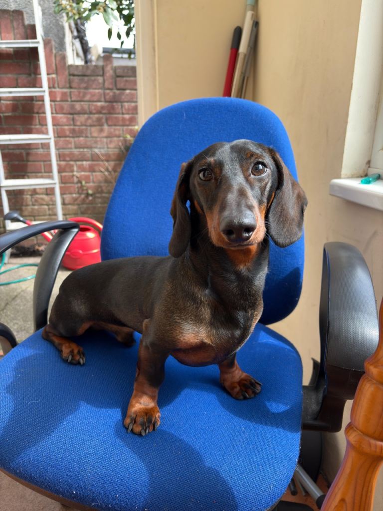 Dog Rehome - Cardiff - 1.5 years old 