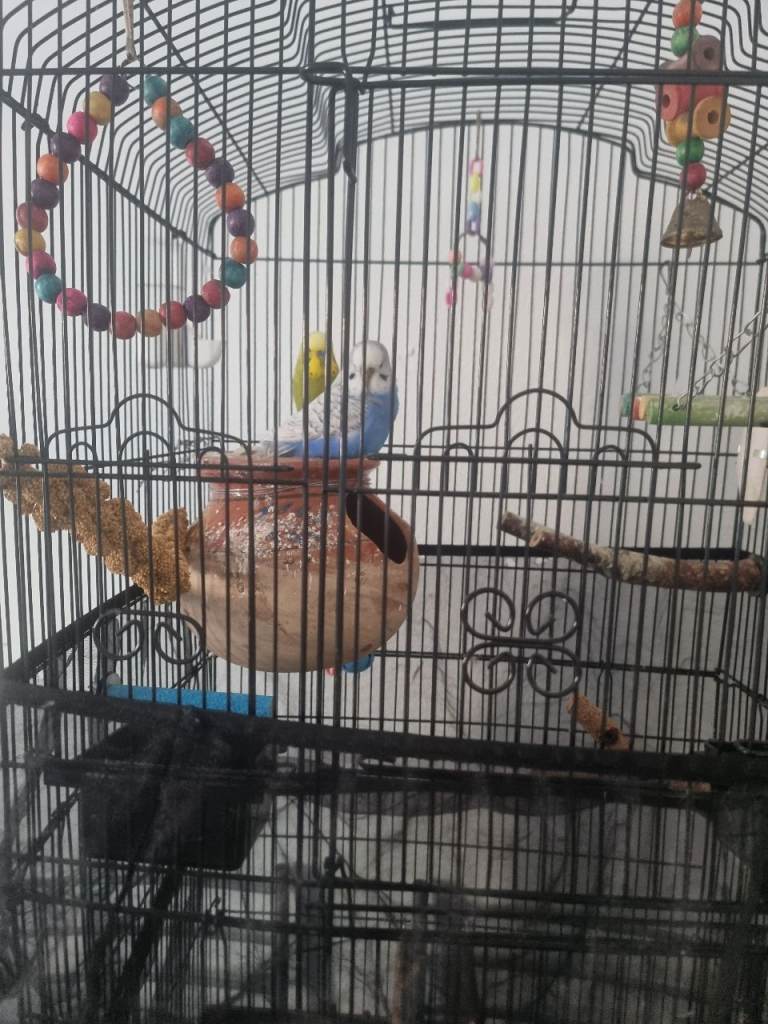 2 budgies with cage for sale