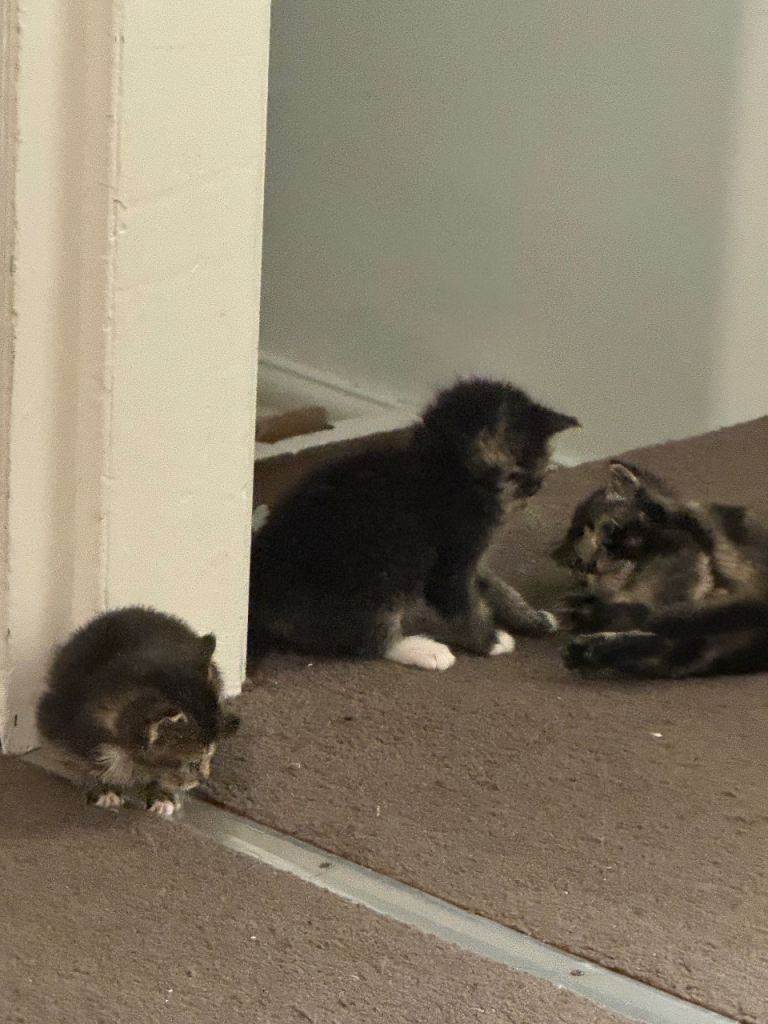 Baby Persian fluffy mixed kittens looking for forever homes