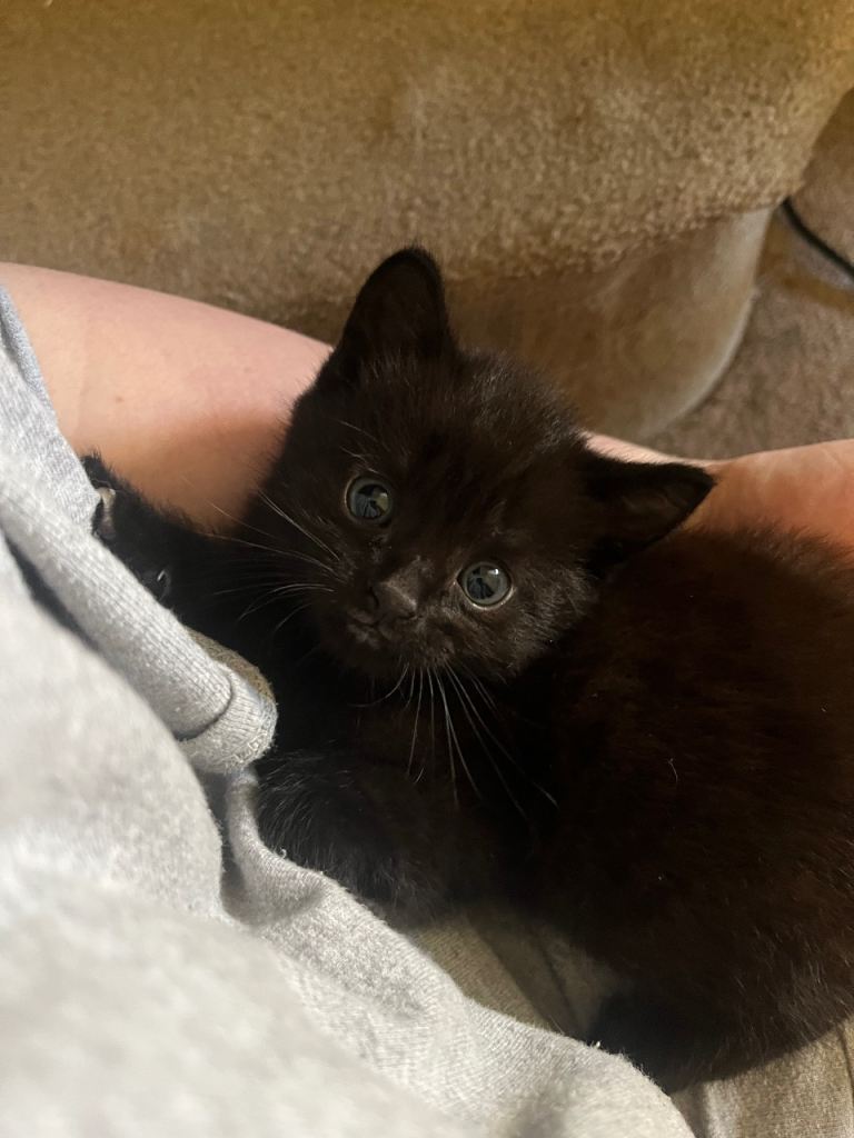 Kitten for sale 
