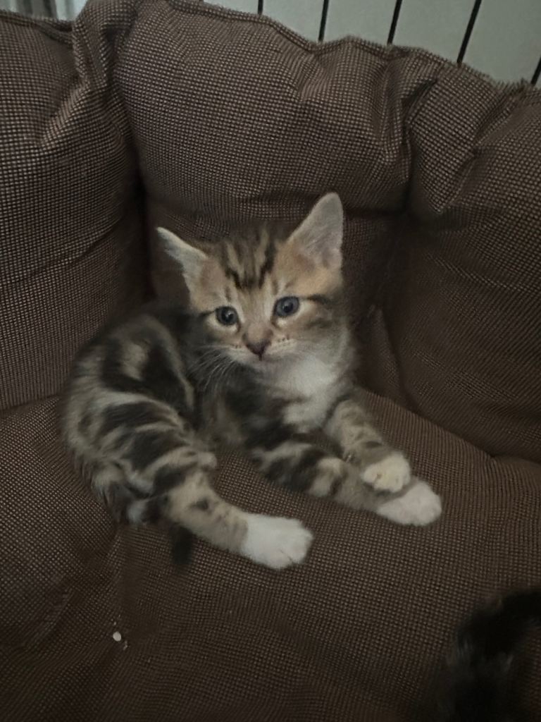 Cute kittens looking for forever homes