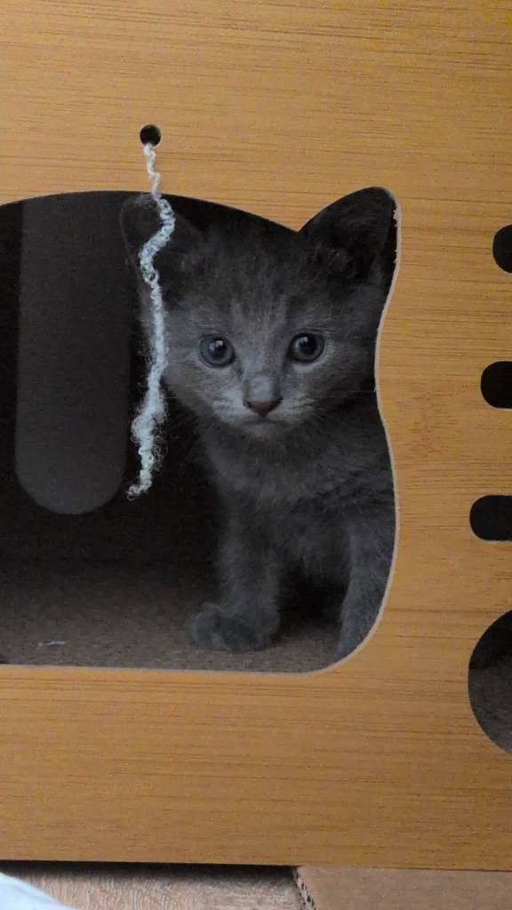 Russian Blue kittens looking for new homes 