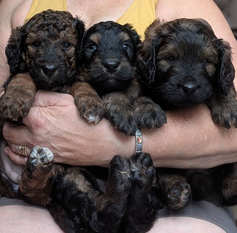 Rottle Rottweiler x Poodle 