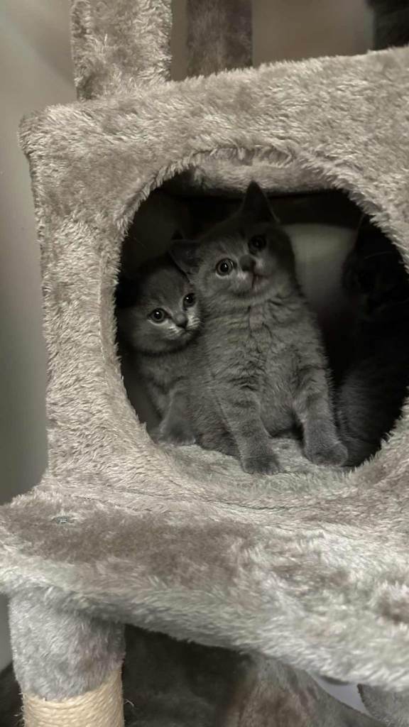 Adorable blue BSH kittens 