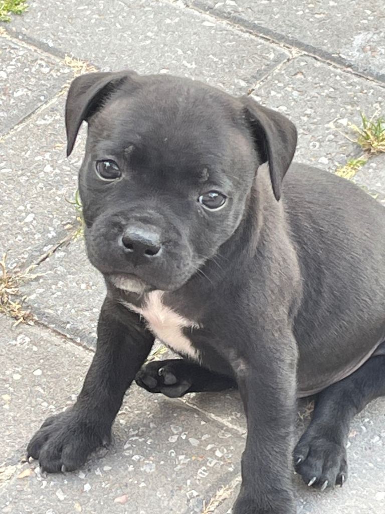 Kc Staffordshire bull terriers 