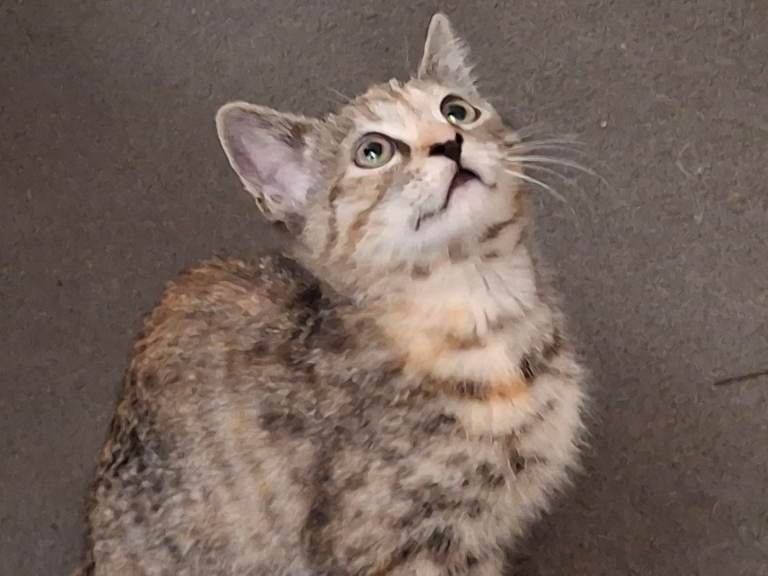 Kittens