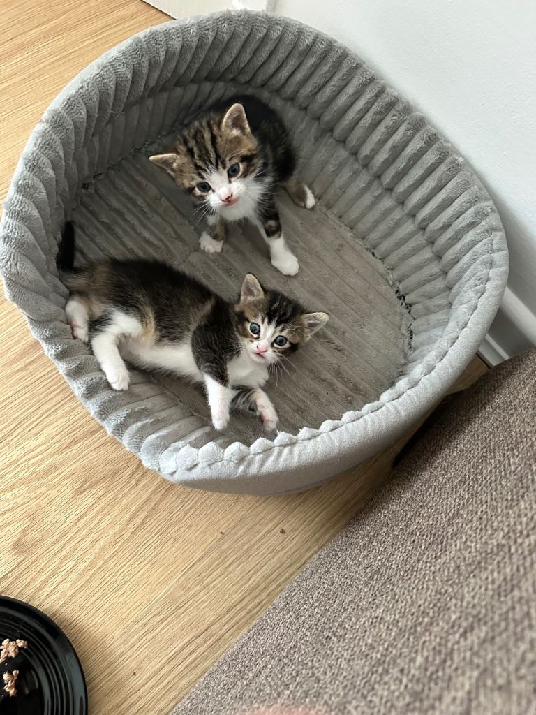 Kittens 