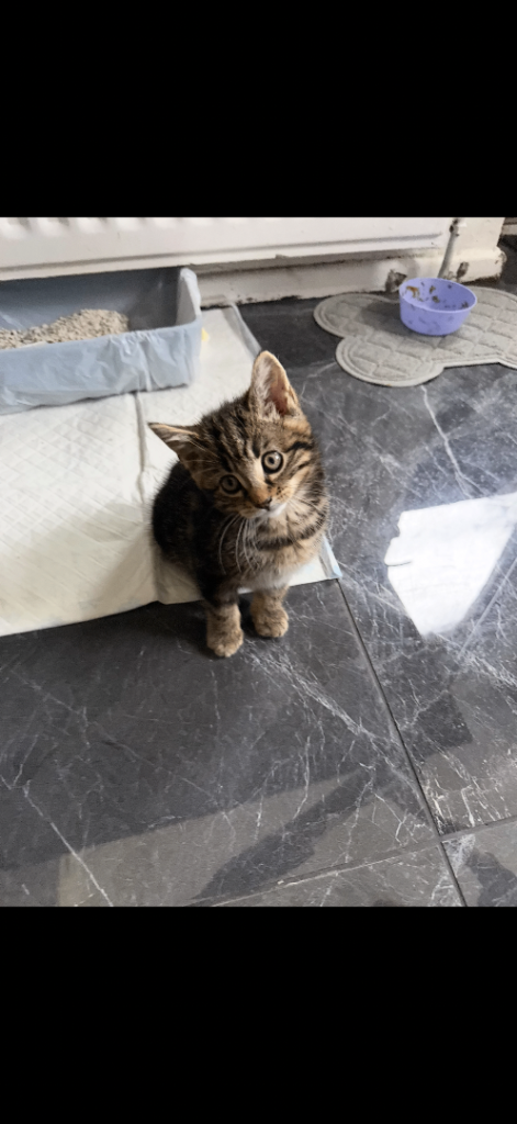 Kitten for sale 
