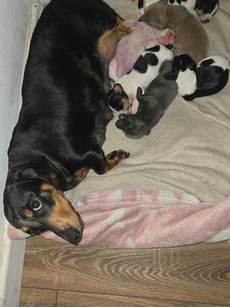 Miniature Dachshund puppys 