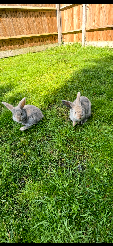 Baby Rabbits